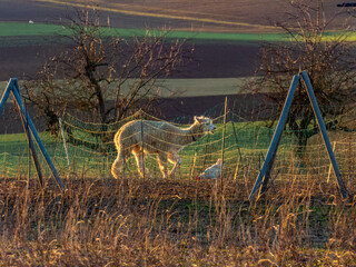 Obraz premium Lama auf einer Weide