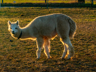 Obraz premium Lama auf einer Weide
