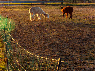 Obraz premium Lama auf einer Weide