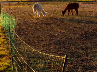 Obraz premium Lama auf einer Weide