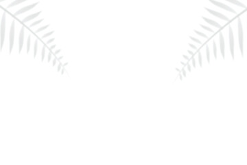 Fern Leaf Shadows on White Background, Minimalist Overlay, Nature Background, Subtle Light