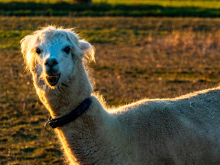 Obraz premium Lama auf einer Weide