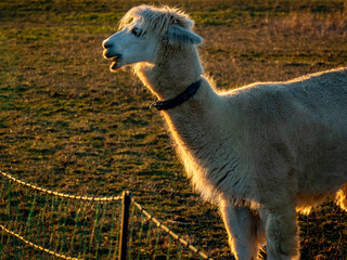 Obraz premium Lama auf einer Weide