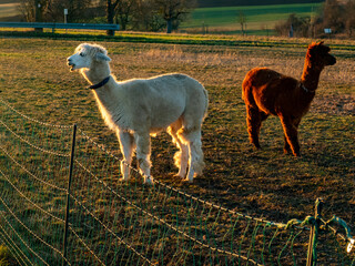 Obraz premium Lama auf einer Weide