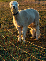 Obraz premium Lama auf einer Weide