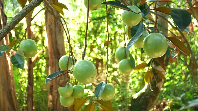 Single ripe Lo Ren star apple with leaves on stem in a sunlit Vietnam orchard.