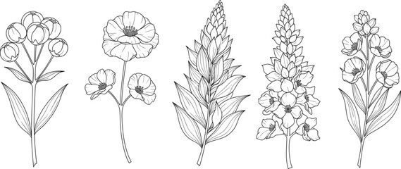 Detailed Black-and-White Botanical Illustrations of Flowering Plants Featuring Diverse Petal, Leaf, and Stem Structures for Study and Design Use