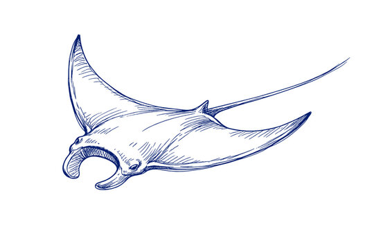 Detailed blue sketch of a manta ray on white background