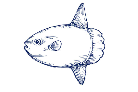 Hand-drawn sketch of an ocean sunfish or mola mola with detailed lines