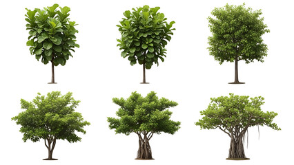 Six different green trees isolated on transparent background for landscaping and design