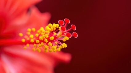 Vibrant Red Hibiscus Blossom with Golden Pollen