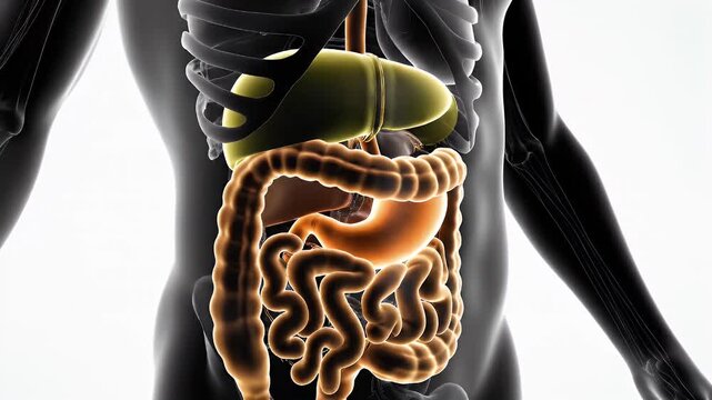 Dark Skinned Male Figure With Digestive System Anatomy and Black Skeleton Anatomy Isolated on White Background for