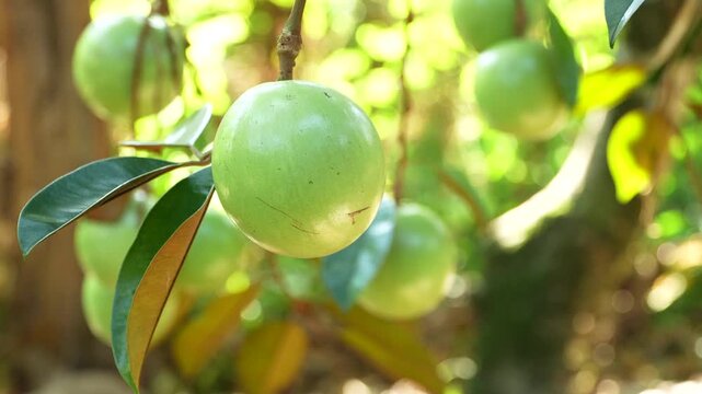 Single ripe Lo Ren star apple with leaves on stem in a sunlit Vietnam orchard.