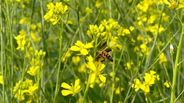 A large carpenter bee with dark wings immerses itself in a bright yellow mustard flower.