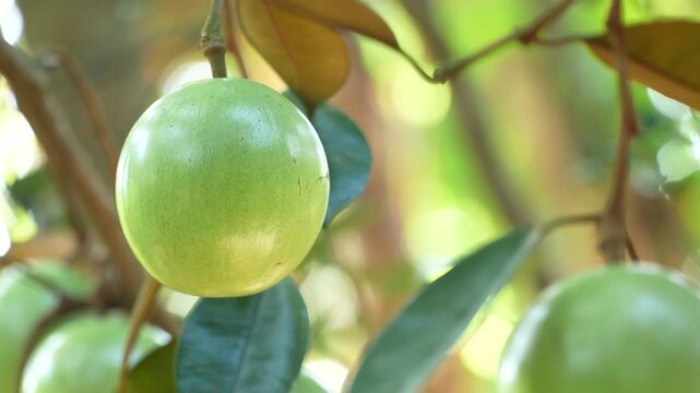 Single ripe Lo Ren star apple with glossy skin on a branch in a sunlit Vietnam orchard.