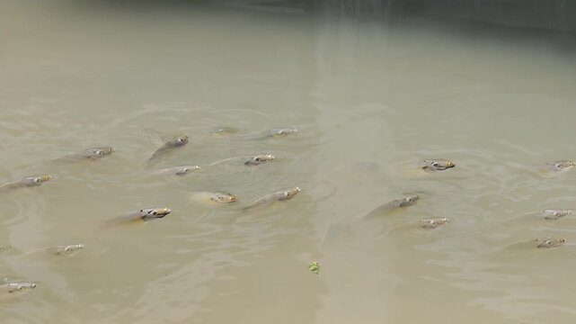 Black-chinned tilapia in water
