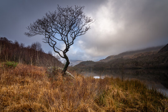 Winter and misty morning at llyn Dinas , Beddgelert, Snowdonia