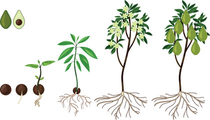 Obraz premium Life cycle of avocado (Persea americana) plant with root system isolated on white background. Growth stages from seed to sprout and mature fruit-bearing tree