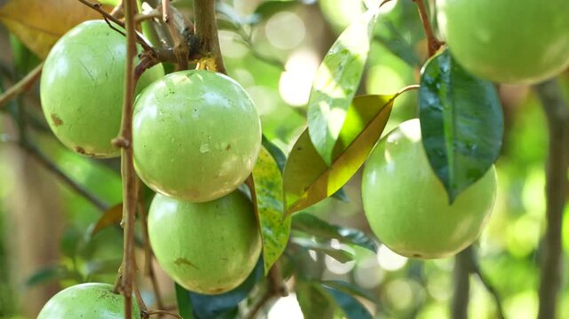 Clusters of ripe Lo Ren star apples on branches in a sunlit Vietnam orchard.