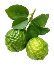 Fototapeta premium Two fresh green kaffir limes with vibrant leaves on a branch.