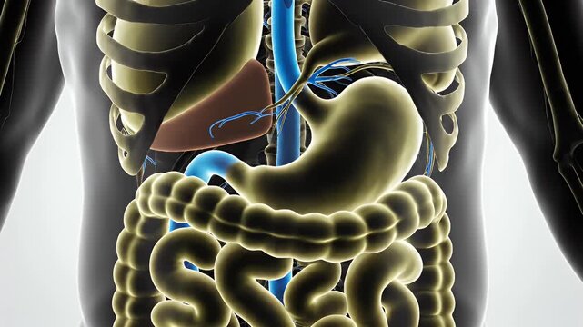 Front View of Human Anatomy Model Featuring Internal Organs on Light Background for Medical Visualization and