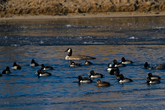 Ring-necked Duck on the Boise River Idaho