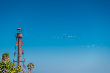 Nuée d'oiseaux blancs volant au dessus d'un phare sur fond de ciel bleu, Sanibel, Floride