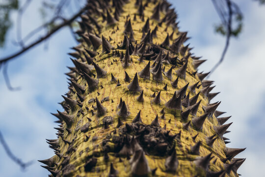 Silk Floss Tree in Jardim Braamcamp Freire garden in Campo de Santana area in Arroios district of Lisbon, Portugal