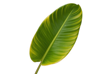 Obraz premium Green Leaf with Yellow Stripes isolated isolated on a transparent background