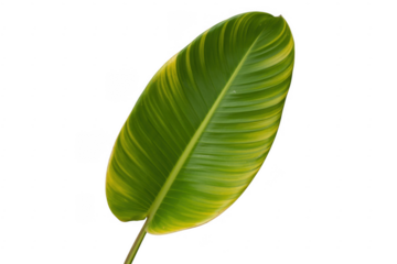 Green Leaf with Yellow Stripes isolated isolated on a transparent background