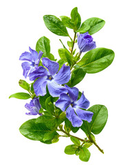 A cluster of fresh blue periwinkle flowers with green leaves on a dark background