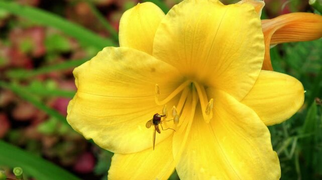 A striking yellow flower is in full bloom on a summer afternoon. A minuscule insect crawls across the luminous petals, appearing to search for nectar within the beautiful bloom