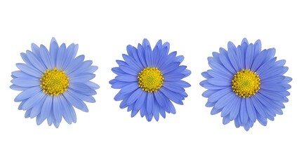 Obraz premium Three blue flowers with yellow centers are displayed in a row from a top view