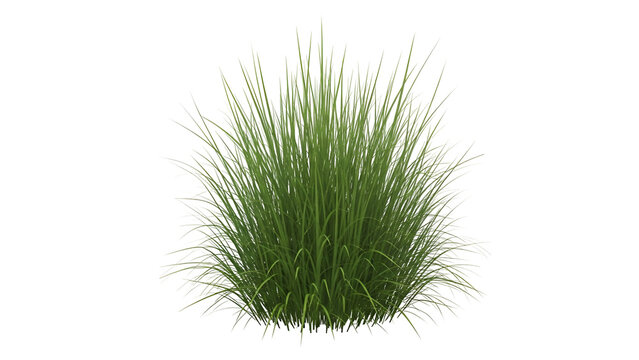 Green grass clump isolated on transparent background