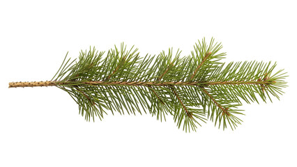 Pine branch isolated on transparent background