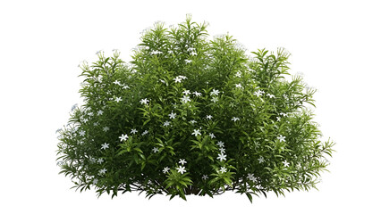 Green bush with white flowers isolated on transparent background