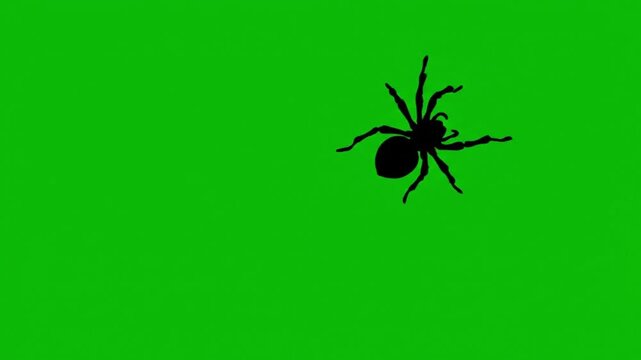 4K animation creepy halloween black spider silhouette crawling across a green screen background for spooky halloween overlays.
