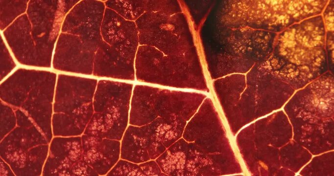 Extreme macro shot of a red and orange leaf with visible vein network and translucent backlight. Organic cellular pattern creates an abstract natural texture background