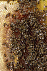 Close up view of the working bees on honeycells with sweet honey.