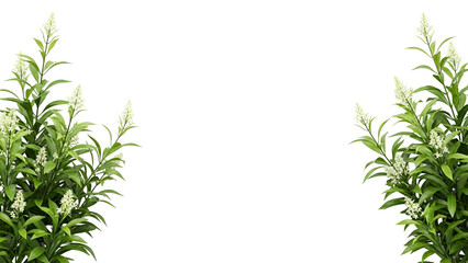 White flowering plant isolated on transparent background