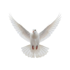 Fototapeta premium A white dove flying with its wings spread wide against a black background
