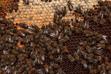 Close up view of the working bees on honeycells with sweet honey.