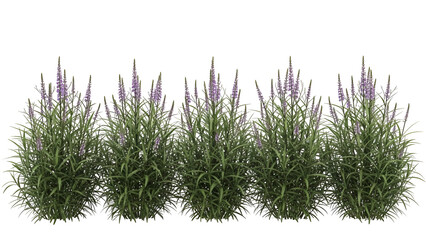 Five lavender plants isolated on transparent background