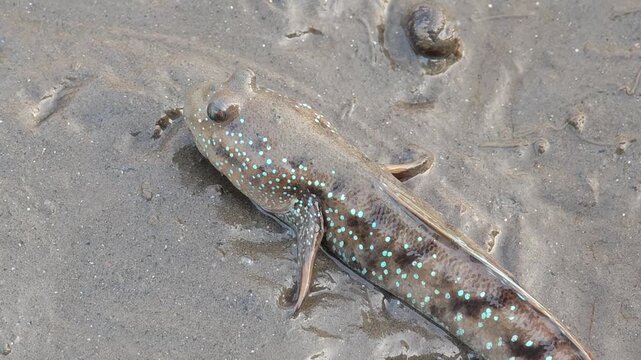 Mudskipper that can be found in Thailand's mangrove forests.