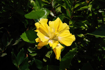 yellow double hibiscus blossom