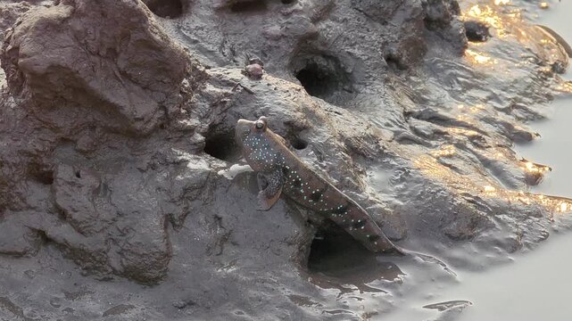 Mudskipper that can be found in Thailand's mangrove forests.