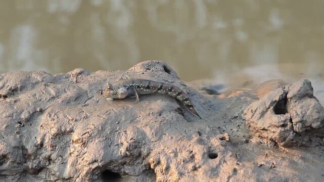 Mudskipper that can be found in Thailand's mangrove forests.