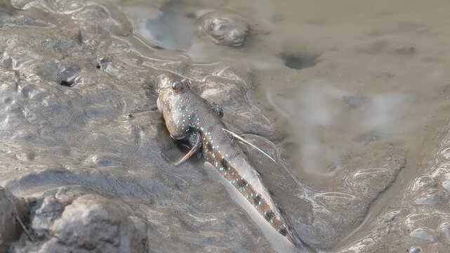 Mudskipper that can be found in Thailand's mangrove forests.
