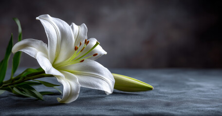 Close-up of a white lily flower with green leaves and a bud on a textured gray surface with a dark blurred background