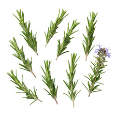 Fresh Rosemary Sprigs with Flower, Macro, on Transparent Background